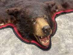 Large Black Bear Rug Taxidermy