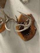Mounted Deer Antlers on Wood Plaque