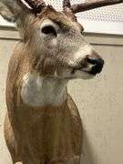 Mounted Whitetail Deer Shoulder Taxidermy