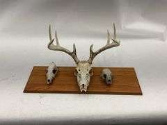 Mounted Animal Skull Collection on Wood Plaque