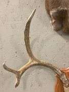 Mounted Colorado Mule Deer Antlers - 26" Wide