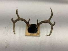 Mounted Deer Antlers - Circle's Deer Swamp 2017