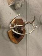 Mounted Deer Antlers on Wood Plaque