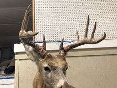 Mounted Whitetail Deer Shoulder Taxidermy