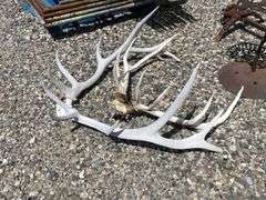 Two Sets of Elk Antlers