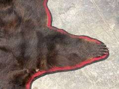 Large Black Bear Rug Taxidermy