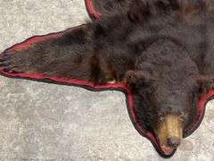 Large Black Bear Rug Taxidermy