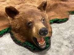 Cinnamon Black Bear Rug Taxidermy Mount