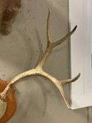Mounted Colorado Mule Deer Antlers - 26" Wide