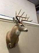Mounted Whitetail Deer Shoulder Taxidermy