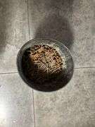 Five Buckets of Assorted Nails
