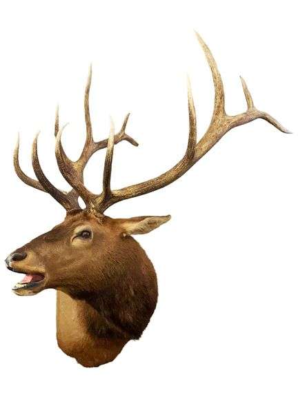 Montana 6x6 Bull Elk Taxidermy Head Mount image
