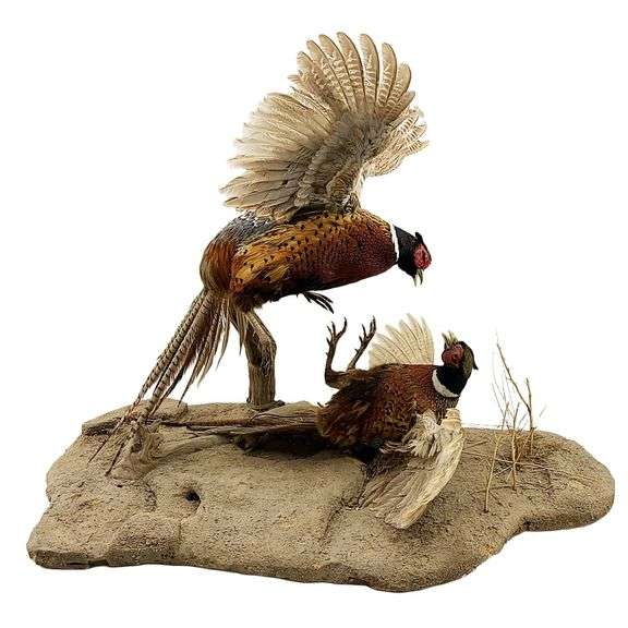 Ring-Necked Pheasant Fight Pose Taxidermy image