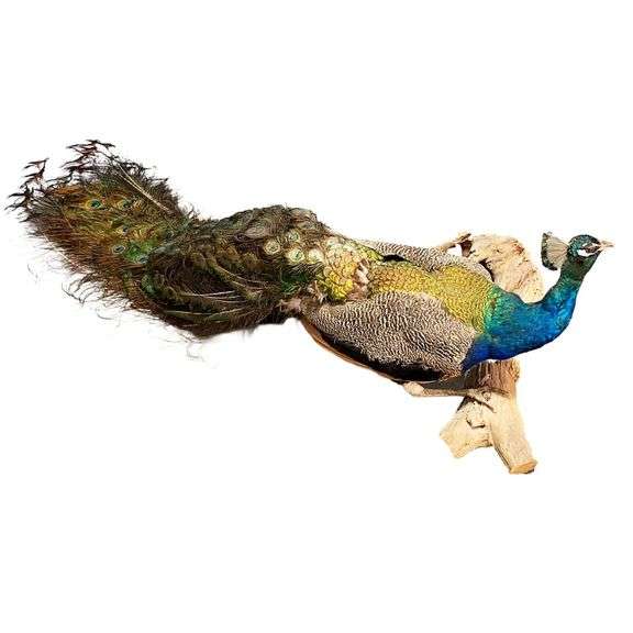 Full Body Male Peacock Taxidermy Mount 7ft image