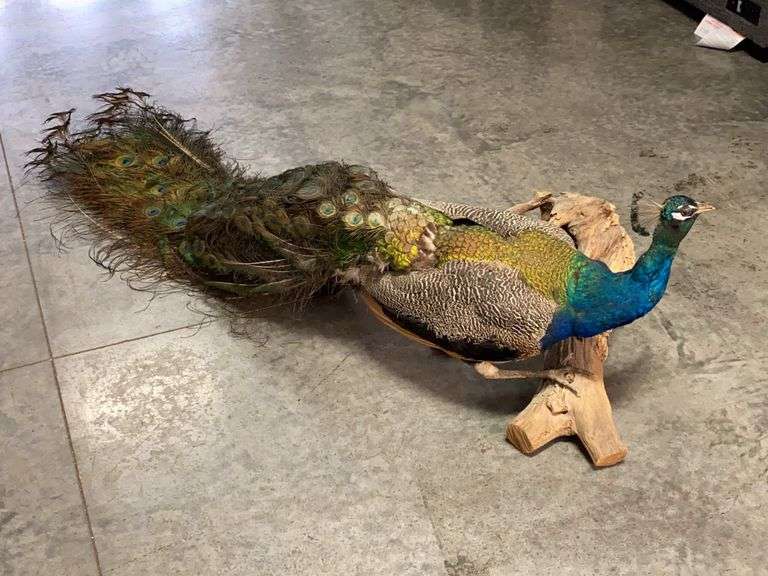 . image