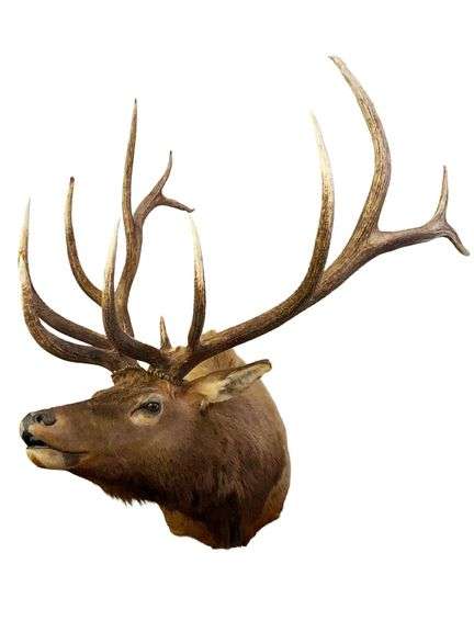 Montana 7x7 Bull Elk Taxidermy Head Mount image