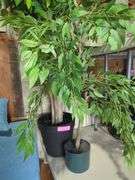 Pair of Artificial Ficus Trees