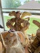 Collection of Decorative Angel Figures