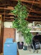 Pair of Artificial Ficus Trees