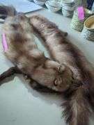 Stone Marten Fur Stole